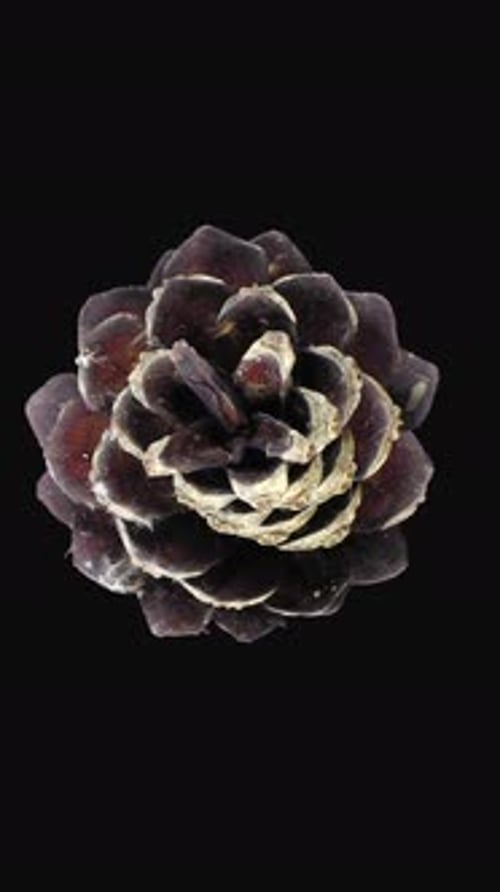 Time lapse of opening pine cone, vertical orientation