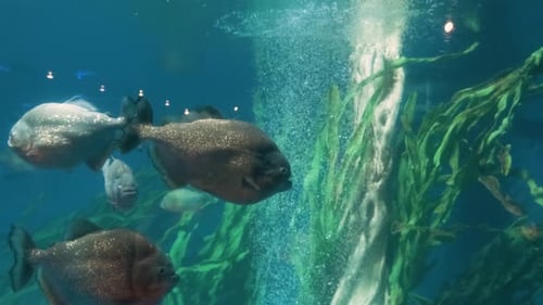 Piranha Fishes Swimming in Aquarium with Green Seaweeds and Bubbles Underwater Wildlife