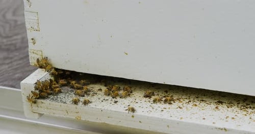 A bee in slow motion landing on its hive with a colony of other bees bringing nectar. Another bee fl