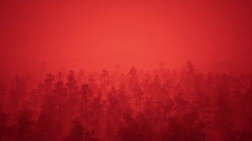 Flying Over Red Fog Forest