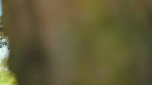 Afroamerican Female and Male Friends Hiking in Wild Forest Savannah Landscape Exploring Safari