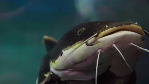 Close-up Shot Of A Redtail Catfish