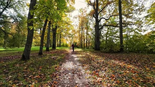 Auf dem Waldweg spazieren gehen, herbstliche, goldene Blätter, die auf den Boden gefallen sind