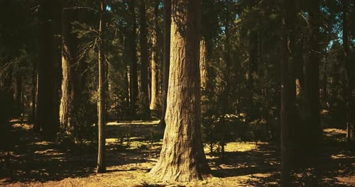 Sunlight Filters Through Tall Trees in a Serene Forest Clearing
