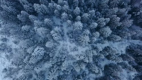 Aerial Footage of Winter Fir Tree Forest in the Mountains View From Above of Pine Trees Covered with