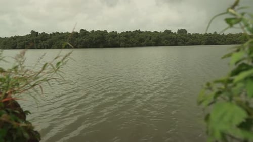 River and Lush Green Trees on Overcast Day