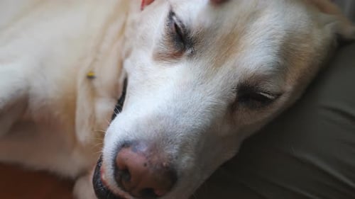 Close Up to Female Owner Stroking Her Cute Labrador Which Lying on Her Leg Hand of Young Woman