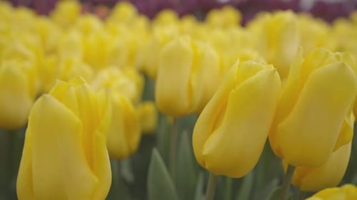 Closeup of a field of Yellow Tulips, herbaceous bulbiferous, moved by a gentle spring breeze, handhe