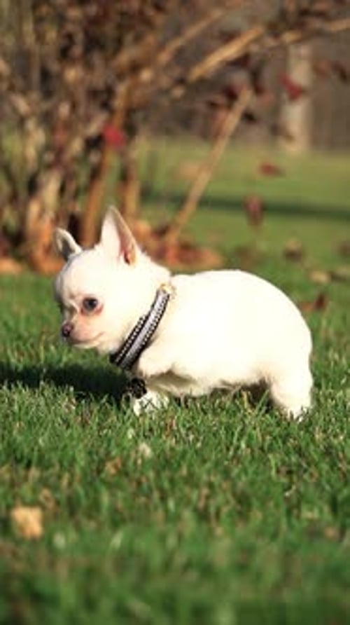 Cute Chihuahua Puppy sitting in the park on a green grass. Funny playful chihuahua puppy