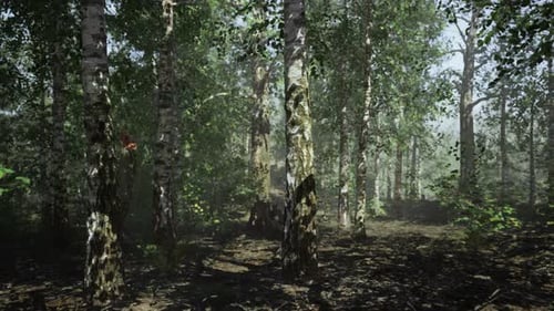 A Dense and Majestic Birch Forest with Towering Trees