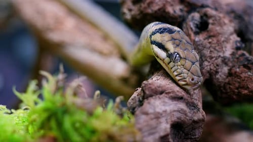 Slow-motion of snake coiled on a branch, showing intricate scales and peaceful behavior