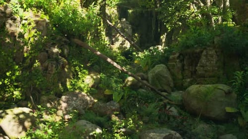 A Forest Filled with Lots of Green Plants and Rocks