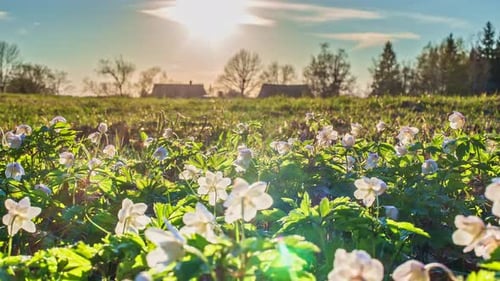 Time lapse shot of flower field with blooming blossom and sunset in background - Beautiful sunny day