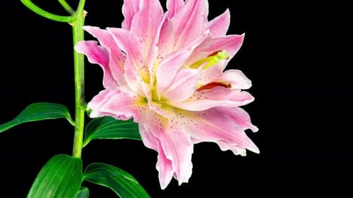 Lily Flower Blooming Time Lapse on Black Background