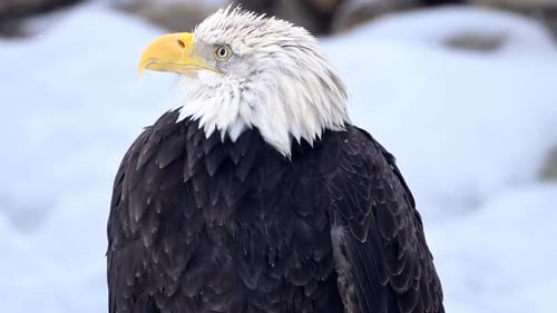 Bald Eagle Standing in Snow