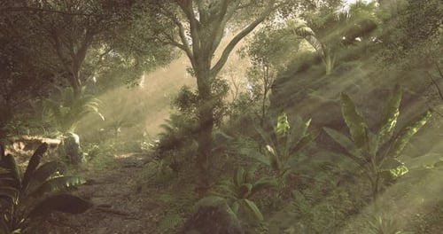 Sunlight Filtering Through Dense Foliage in a Serene Tropical Forest