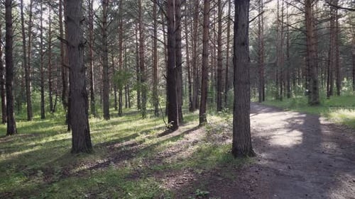 Rays of evening sunshine on green grass in pine woods