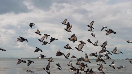Animal Bird Pigeons Near The Seaside 05