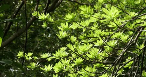 Une superbe capture de jeunes feuilles vertes éclatantes dans la nature.