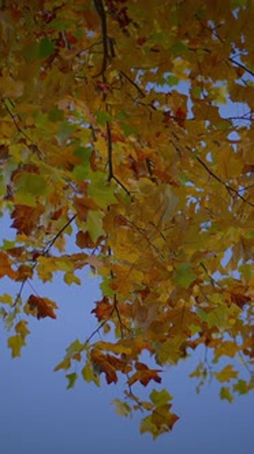 Les feuilles d'automne vibrantes arborent magnifiquement leurs teintes chaudes sur un ciel bleu clair