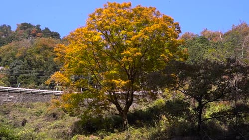 Big and beautiful yellow autumn color tree with falling leaves next to road