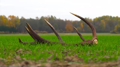 Deer antler with sharp spikes