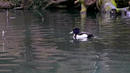 Eine interessante atemberaubende Ente