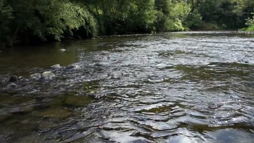 Slow Pan Shot of River Rippling Through Forest