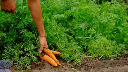 Agricultor masculino colhendo cenouras no jardim