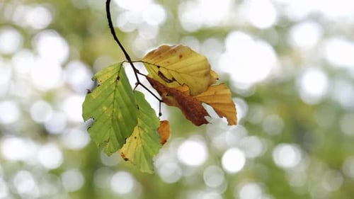 Closeup of leaves on a Beech Tree swaying in the breeze as the autumn colours start to show through
