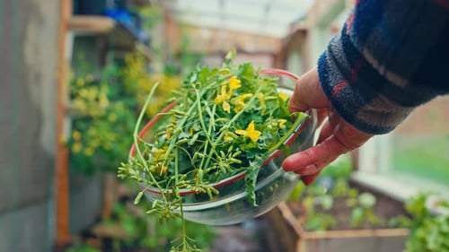 A Person Is Holding A Glass Bowl With Green Leafy Vegetables And Small Yellow Flowers. Close-up Shot