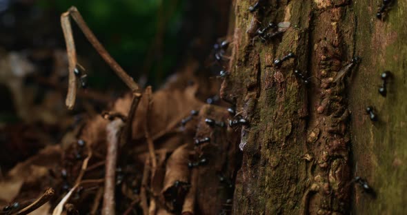 Ant colony infesting tree, Nature Stock Footage ft. insect & bug - Envato