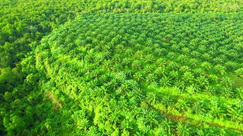 Drone flying over palm plantation, large mangroves in the background