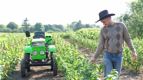 A Smiling Farmer Inspects the Harvest Currants in a Green Garden Growing Berries