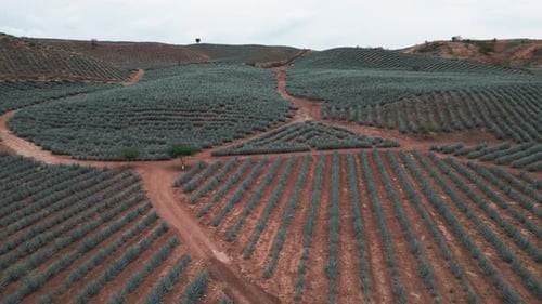 Aerial image of an agave field in Tequila, Jalisco 24