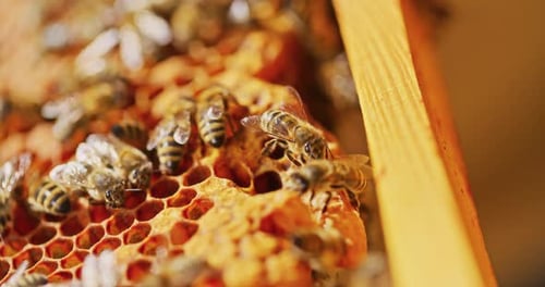 Honeybees Crawling on a Honeycomb