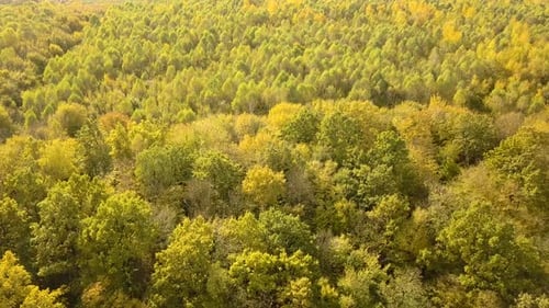 Autumn Forest with Bright Orange and Yellow Leaves