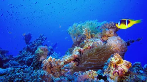 Reef Coral Garden Underwater Life
