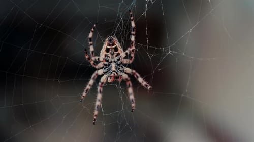 Close up of a spider sitting in its web, showing intricate details of its body and fine silk threads