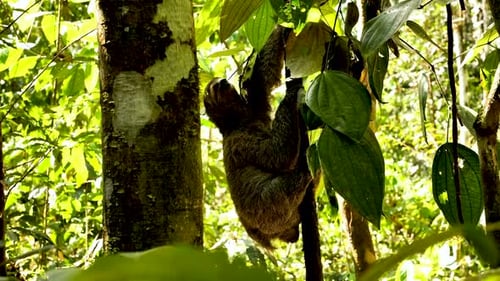Leafy Lullabies: Ruhe inmitten der Bäume finden