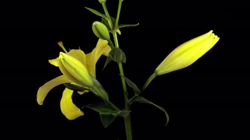 Yellow Lily Blossoming in Time-Lapse on Black Background