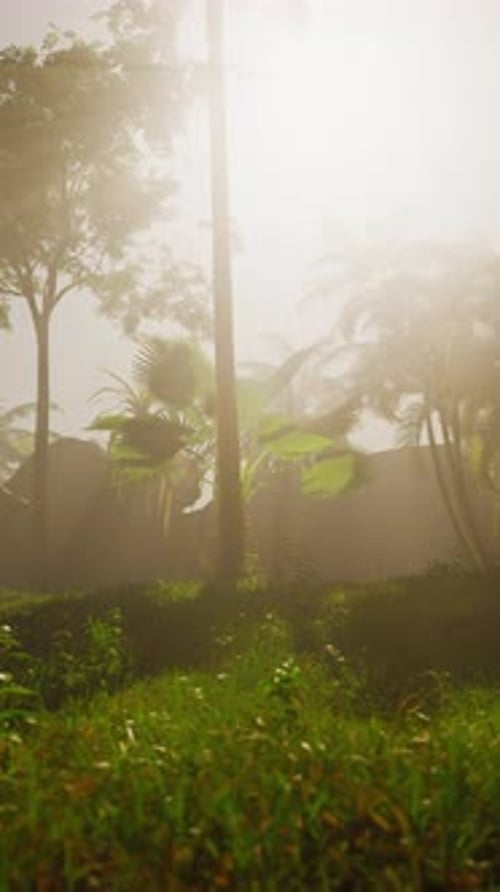 Dense Green Forest With Abundant Trees
