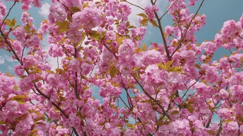 Pink flowers on the tree of flowering Sakura. Cherry blossom in spring.