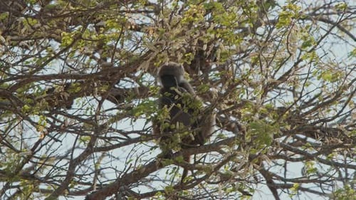 Baboon Resting Peacefully High in a Tree
