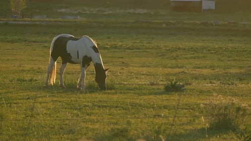 Wunderschönes geflecktes Pferd, das zur Goldenen Stunde im Frühling auf einer Wiese in Colorado weidet, mittlere Aufnahme