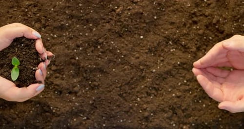 Woman's Hands are Putting Young Plant Into Man's Hands