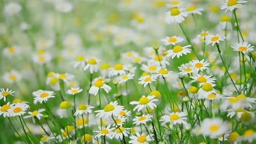 Field of Daisies Swaying Gently in the Breeze