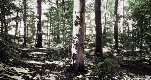 Sunlight Filters Through Trees in a Tranquil Forest Path During Midday