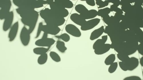 Transparent Soft Light and Shadows From Branches Plant Foliage and Leaves