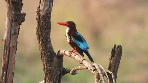 Kingfisher in pond area taking bath .